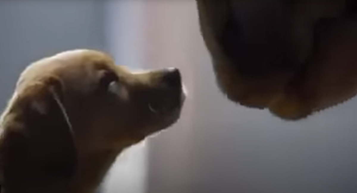 スーパーボウルのゴールデンレトリバーの子犬