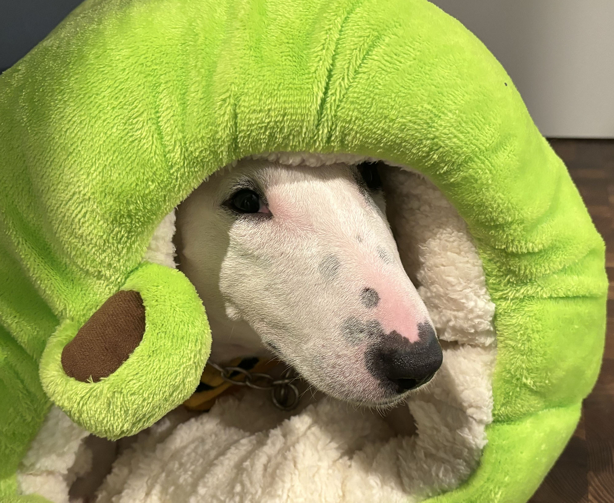 ピィ子の成長日記