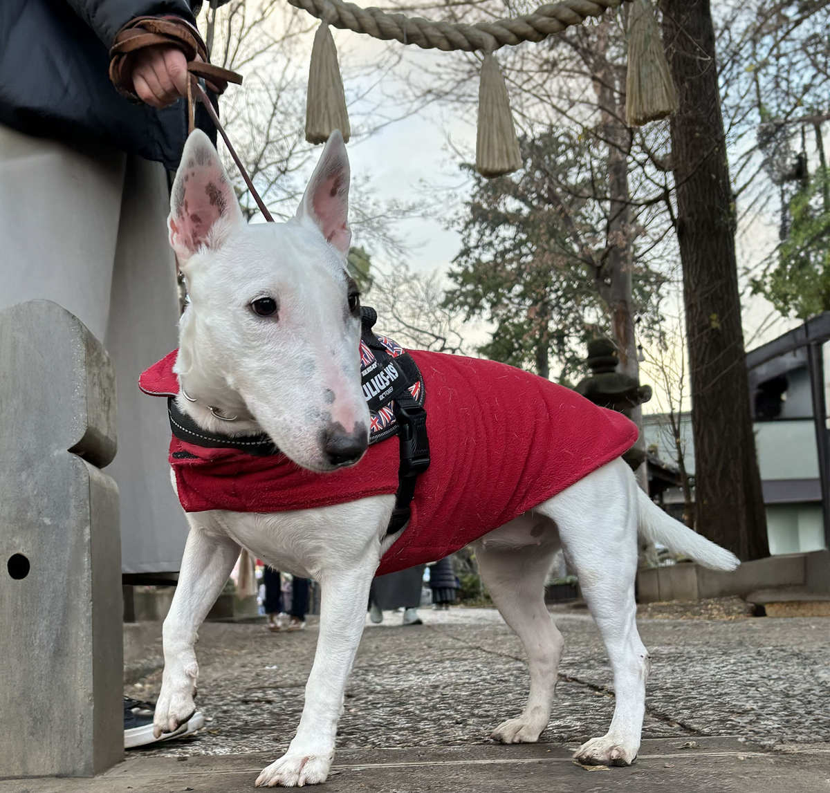 ピィ子の成長日記