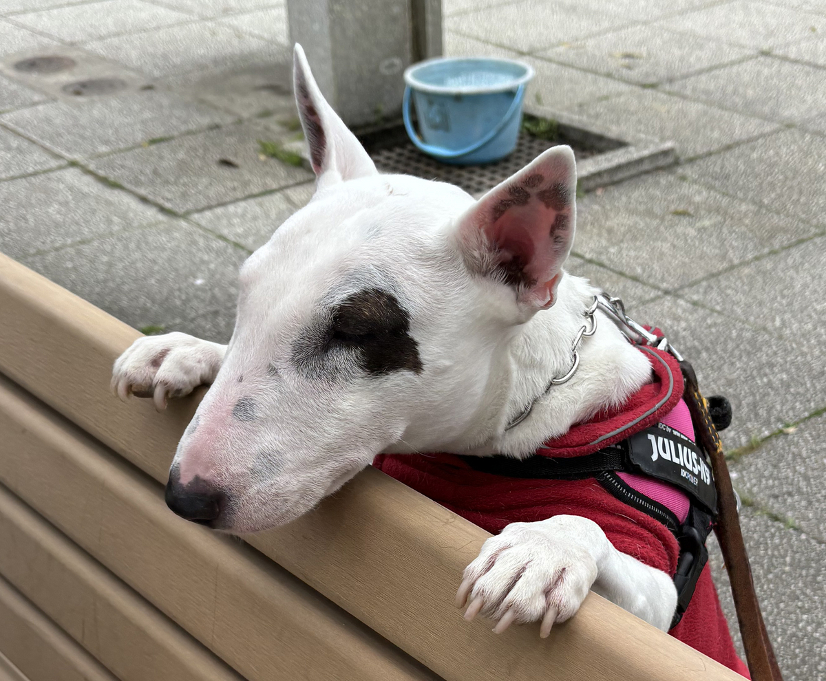 ピィ子の成長日記