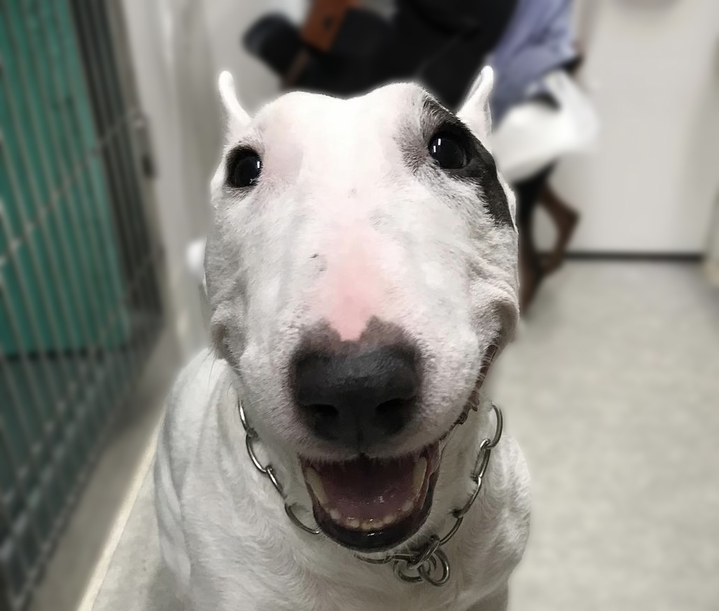 ピィ子の成長日記