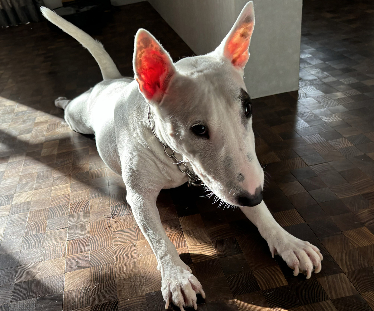 ピィ子の成長日記