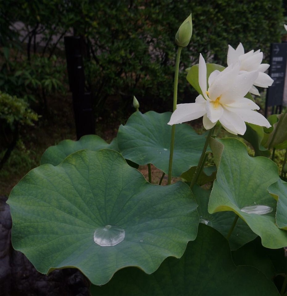 f:id:masamin0104:20170725082713j:image f:id:masamin0104:20170725082713j:image