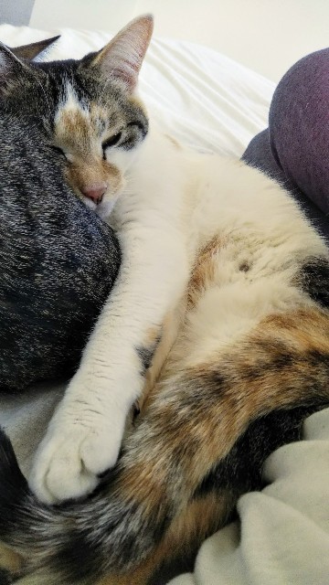 f:id:masamiogw:20210407000523j:image