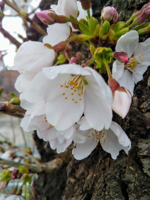 f:id:masamiogw:20210407081427j:image