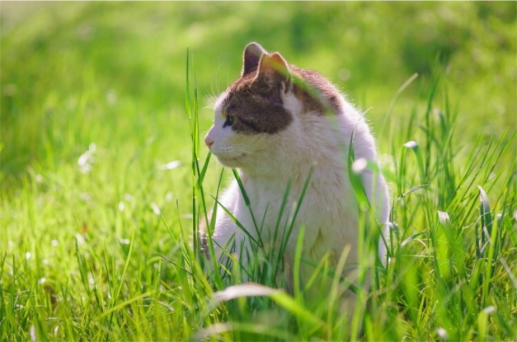 f:id:masamomokun:20190508133915j:image f:id:masamomokun:20190508133915j:image