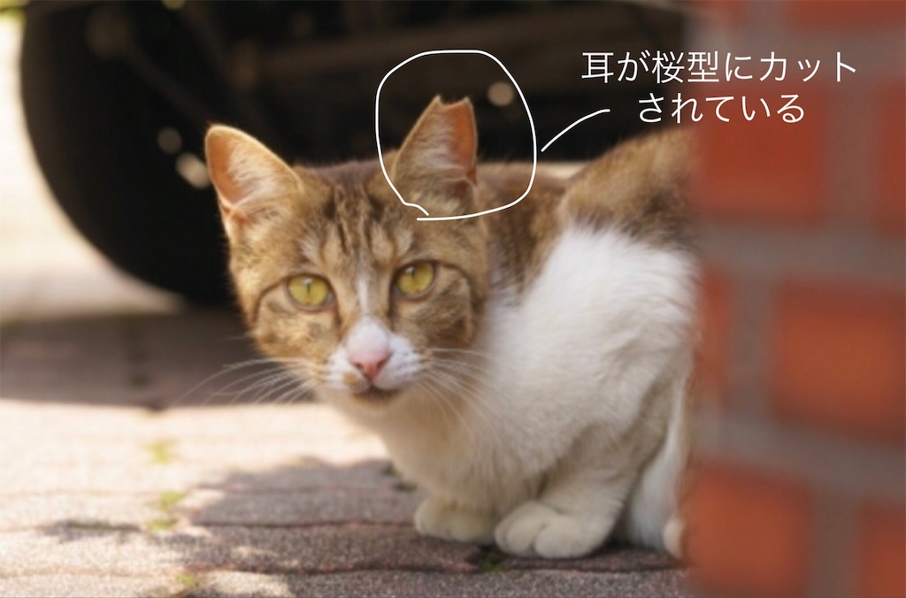 f:id:masamomokun:20190508160639j:image f:id:masamomokun:20190508160639j:image
