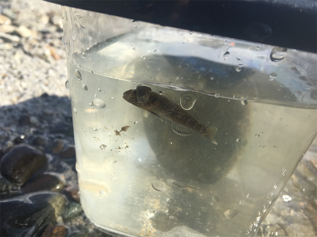 f:id:masaniisan:20160816212656j:image