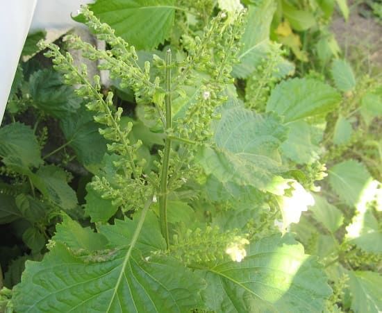 f:id:masanodiet:20190925143001j:plain