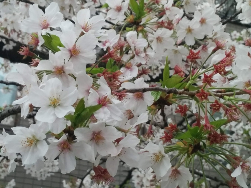 f:id:masapn:20210330161422j:plain