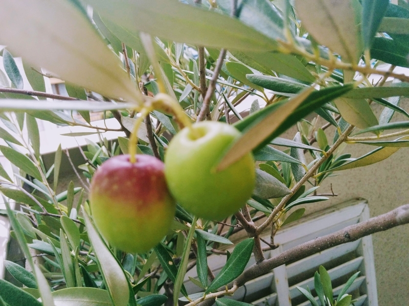 f:id:masapn:20211016170921j:plain
