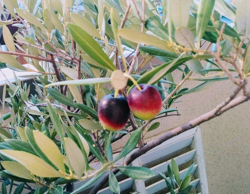 f:id:masapn:20211019153113j:plain