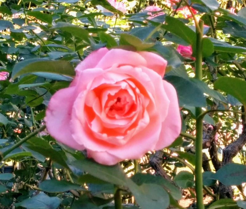 f:id:masapn:20211024170414j:plain