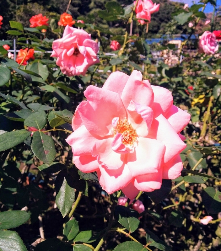 f:id:masapn:20211024170539j:plain