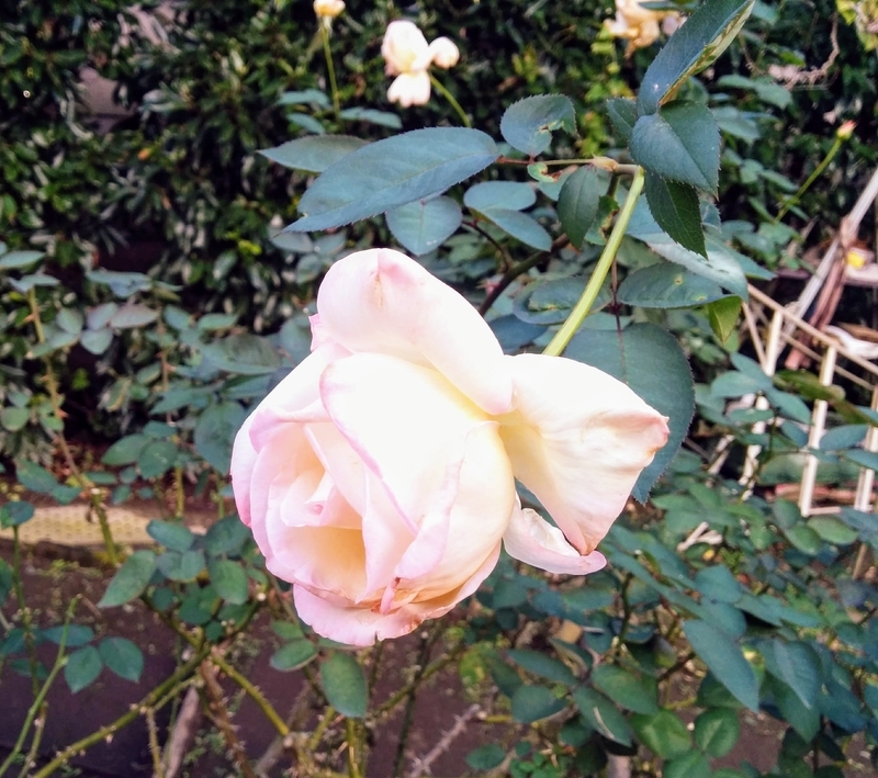 f:id:masapn:20211024170914j:plain