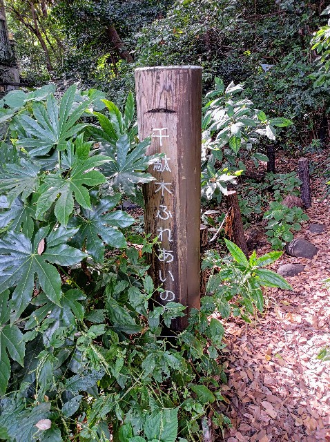 f:id:masapn:20250314161211j:image
