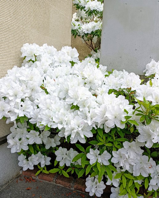 f:id:masapn:20250427143440j:image