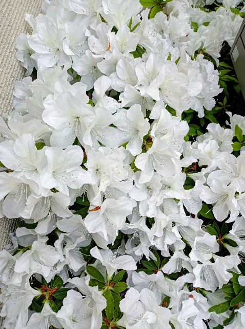 f:id:masapn:20250427143455j:image
