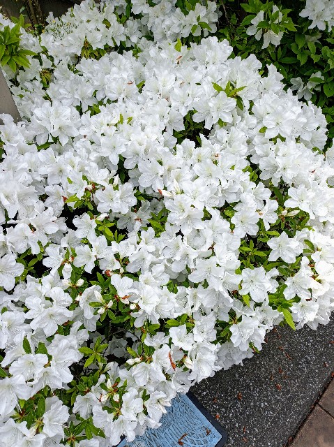 f:id:masapn:20250427143510j:image