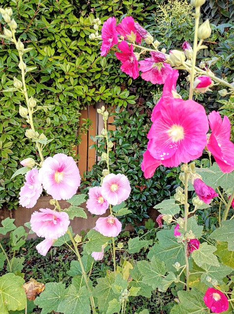 f:id:masapn:20250606142804j:image