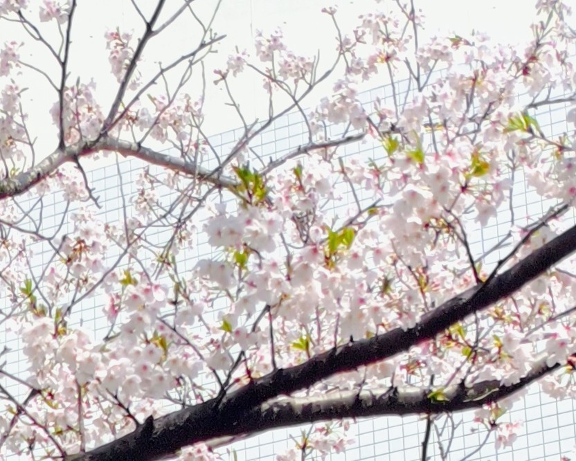f:id:masapn:20260404174549j:image