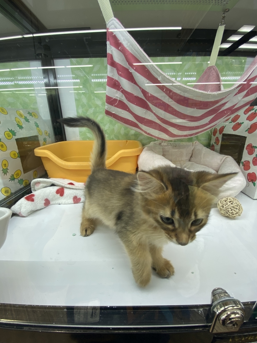 ねこさまのお迎え 序章 3 ベンガル猫 ココの Blog