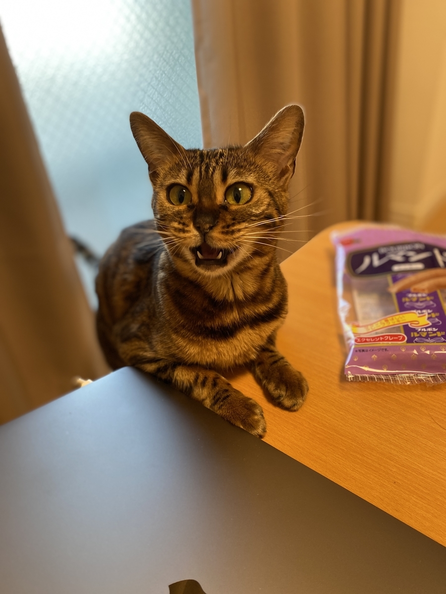 ベンガル猫 ココの Blog ベンガル猫 ココの Blog