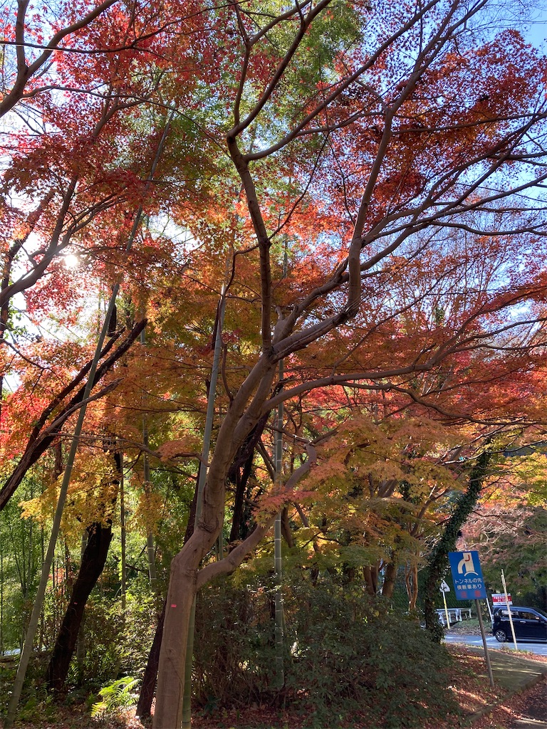 f:id:masaru-arameya:20201206174102j:image f:id:masaru-arameya:20201206174102j:image