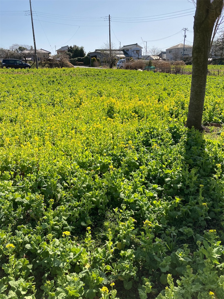 f:id:masaru-arameya:20210211131702j:image f:id:masaru-arameya:20210211131702j:image