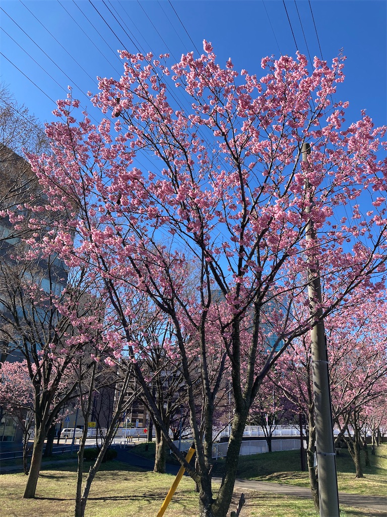 f:id:masaru-arameya:20210315093137j:image f:id:masaru-arameya:20210315093137j:image