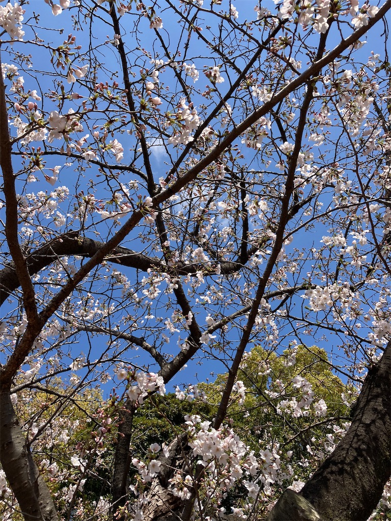 f:id:masaru-arameya:20210324130138j:image f:id:masaru-arameya:20210324130138j:image