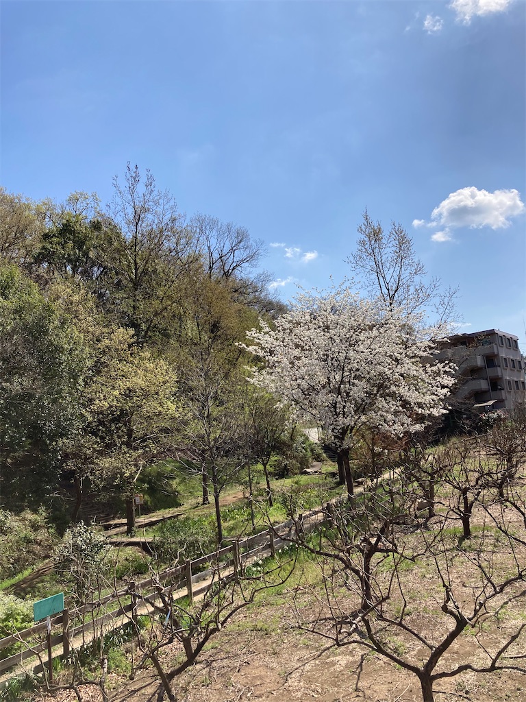 f:id:masaru-arameya:20210324130342j:image f:id:masaru-arameya:20210324130342j:image