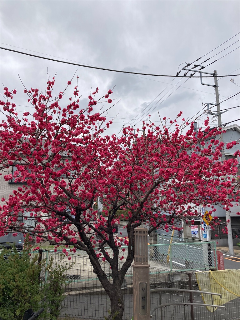 f:id:masaru-arameya:20210326072213j:image f:id:masaru-arameya:20210326072213j:image