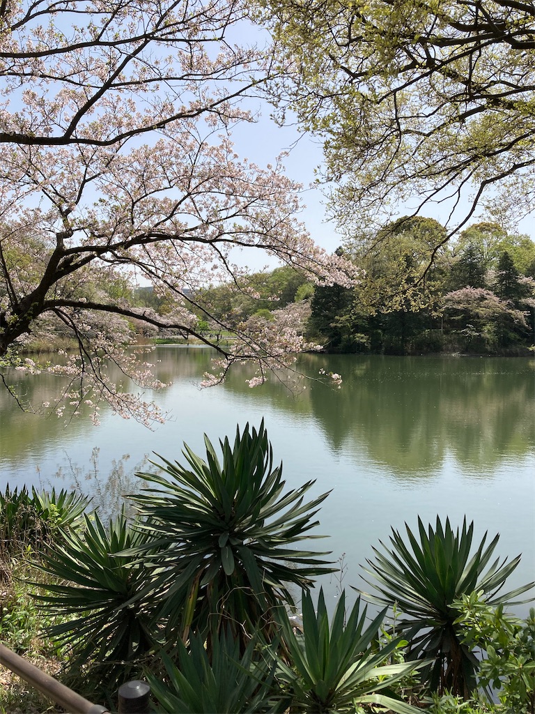 f:id:masaru-arameya:20210331130943j:image f:id:masaru-arameya:20210331130943j:image