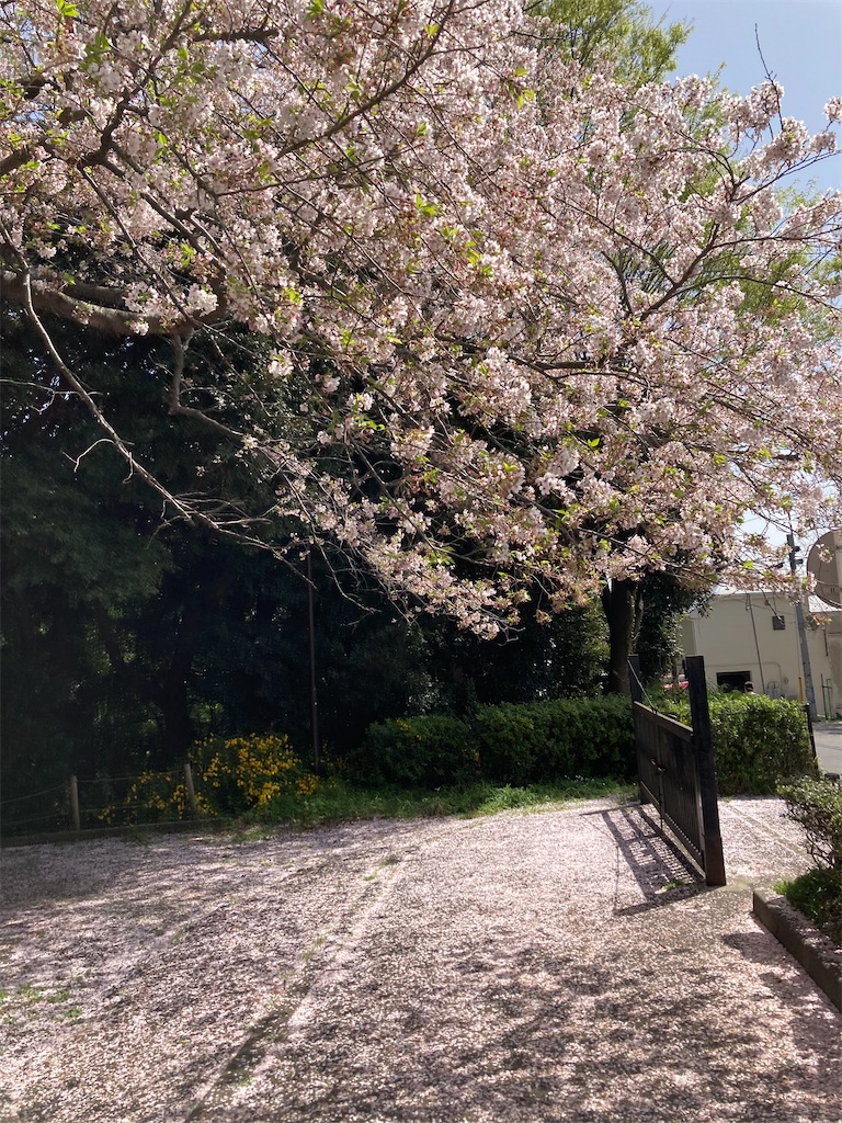 f:id:masaru-arameya:20210331131111j:image f:id:masaru-arameya:20210331131111j:image