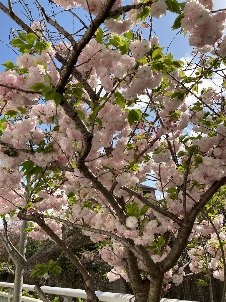 f:id:masaru-arameya:20210405085009j:image f:id:masaru-arameya:20210405085009j:image