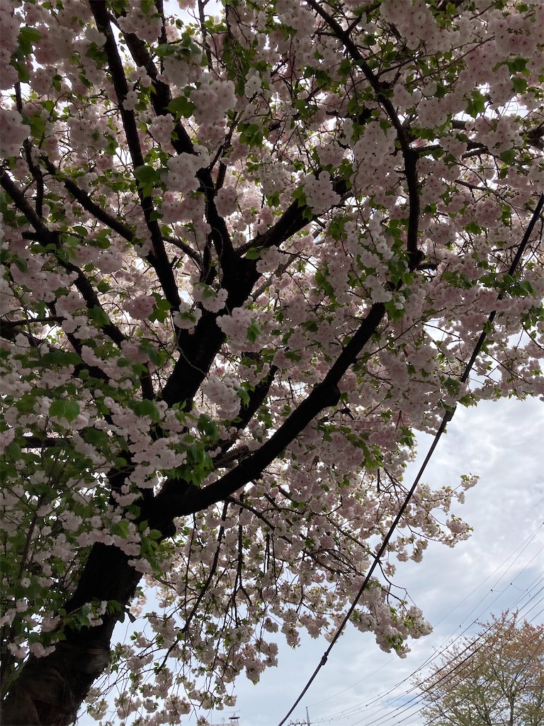 f:id:masaru-arameya:20210405090608j:image f:id:masaru-arameya:20210405090608j:image