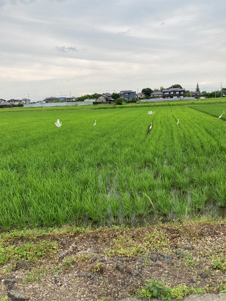 f:id:masaru-arameya:20210624133123j:image f:id:masaru-arameya:20210624133123j:image