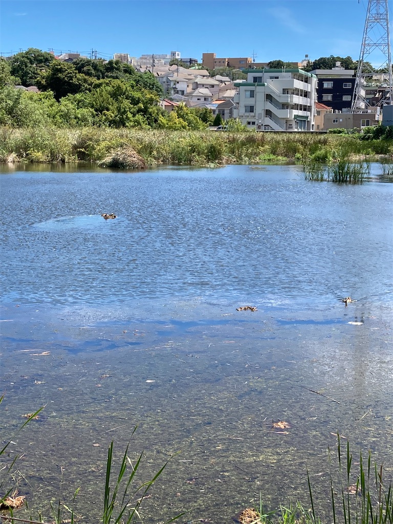 f:id:masaru-arameya:20210819181738j:image f:id:masaru-arameya:20210819181738j:image