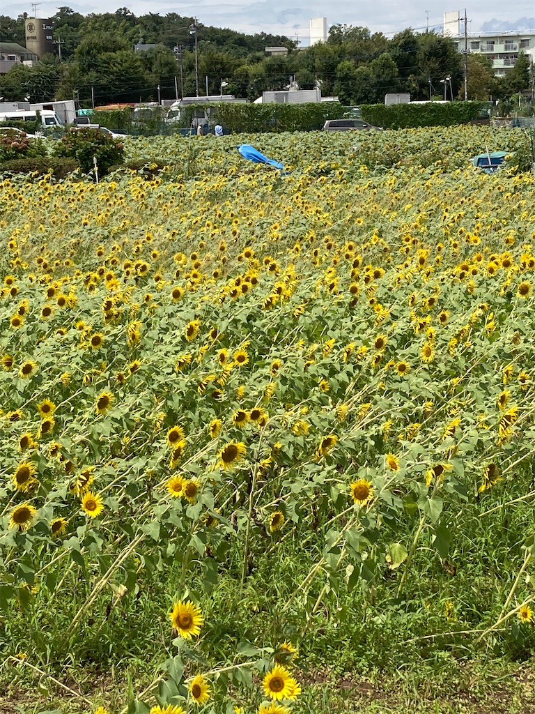 f:id:masaru-arameya:20210824061637j:image f:id:masaru-arameya:20210824061637j:image