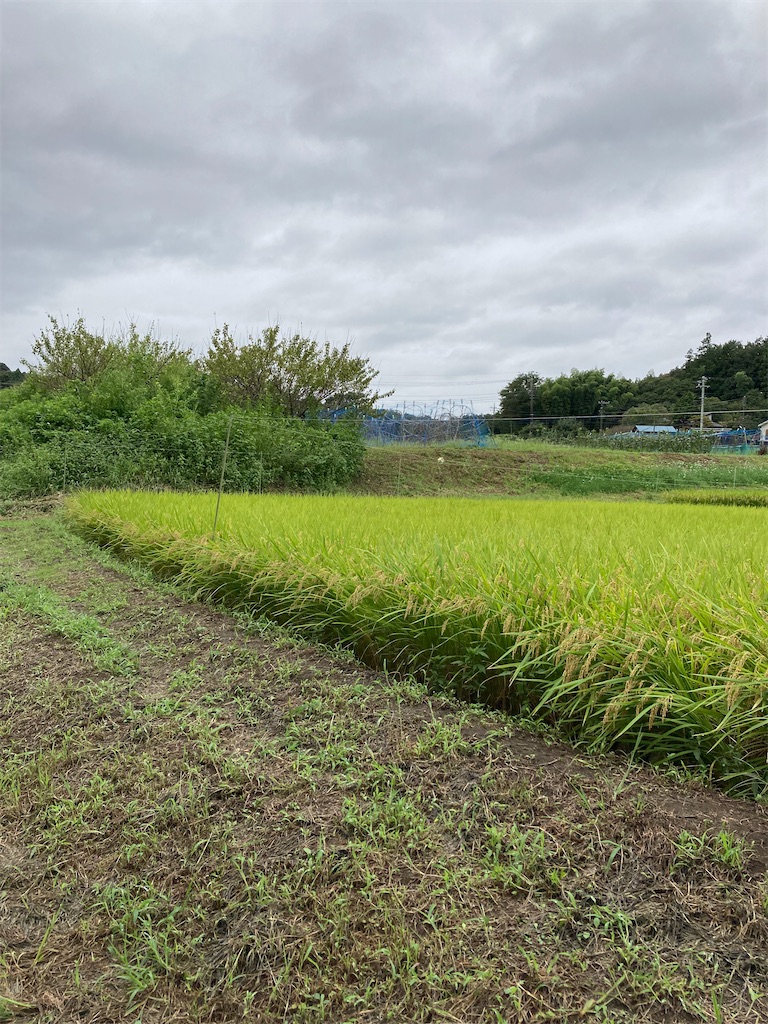 f:id:masaru-arameya:20210905144822j:image f:id:masaru-arameya:20210905144822j:image