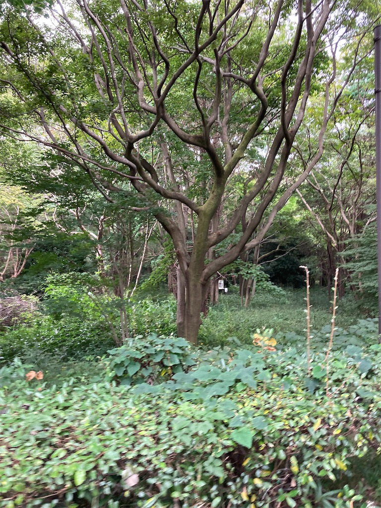 f:id:masaru-arameya:20210908201948j:image f:id:masaru-arameya:20210908201948j:image