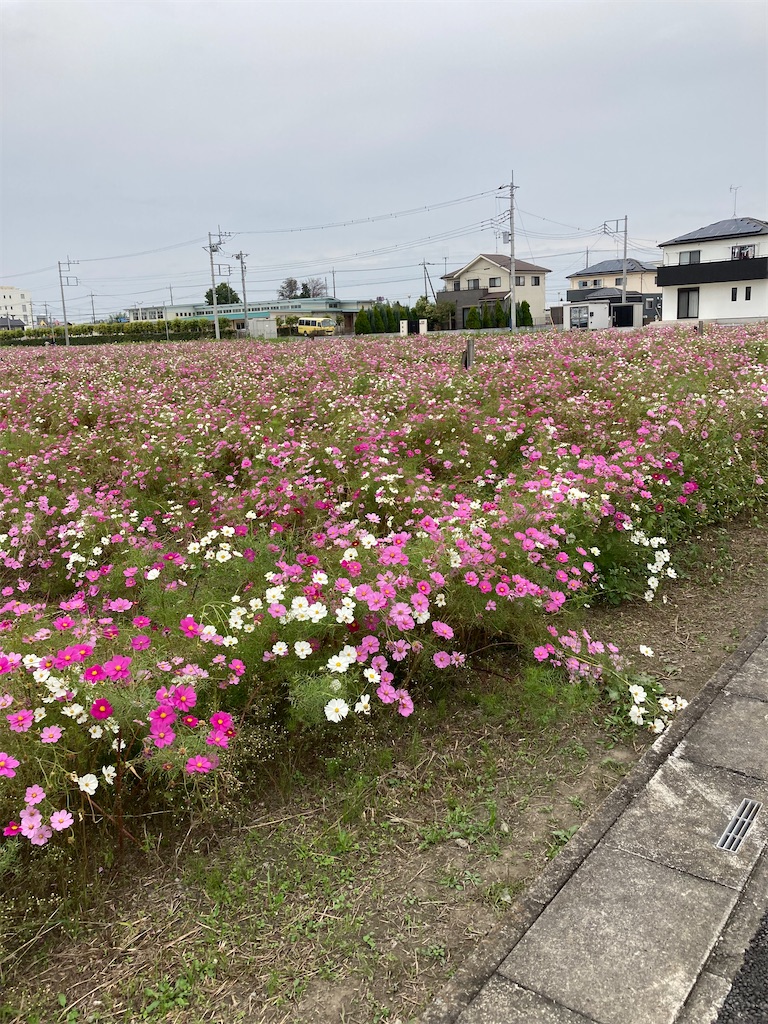 f:id:masaru-arameya:20211101130200j:image f:id:masaru-arameya:20211101130200j:image