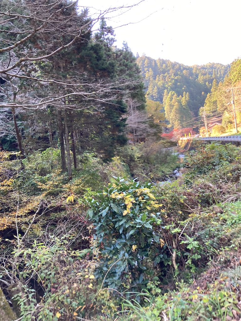 f:id:masaru-arameya:20211115071439j:image f:id:masaru-arameya:20211115071439j:image