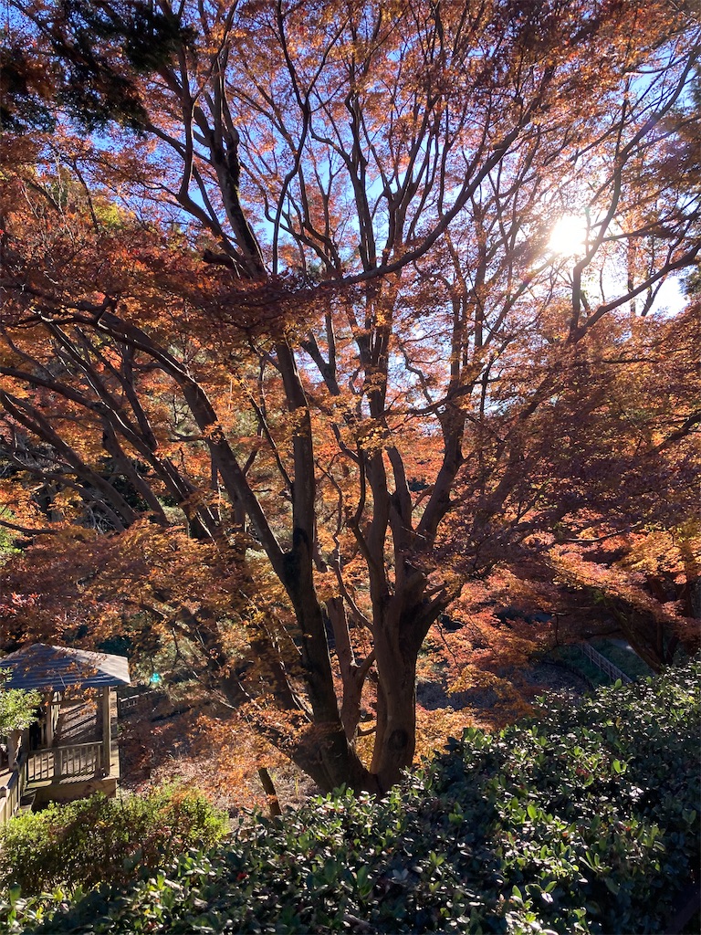 f:id:masaru-arameya:20211128181313j:image f:id:masaru-arameya:20211128181313j:image