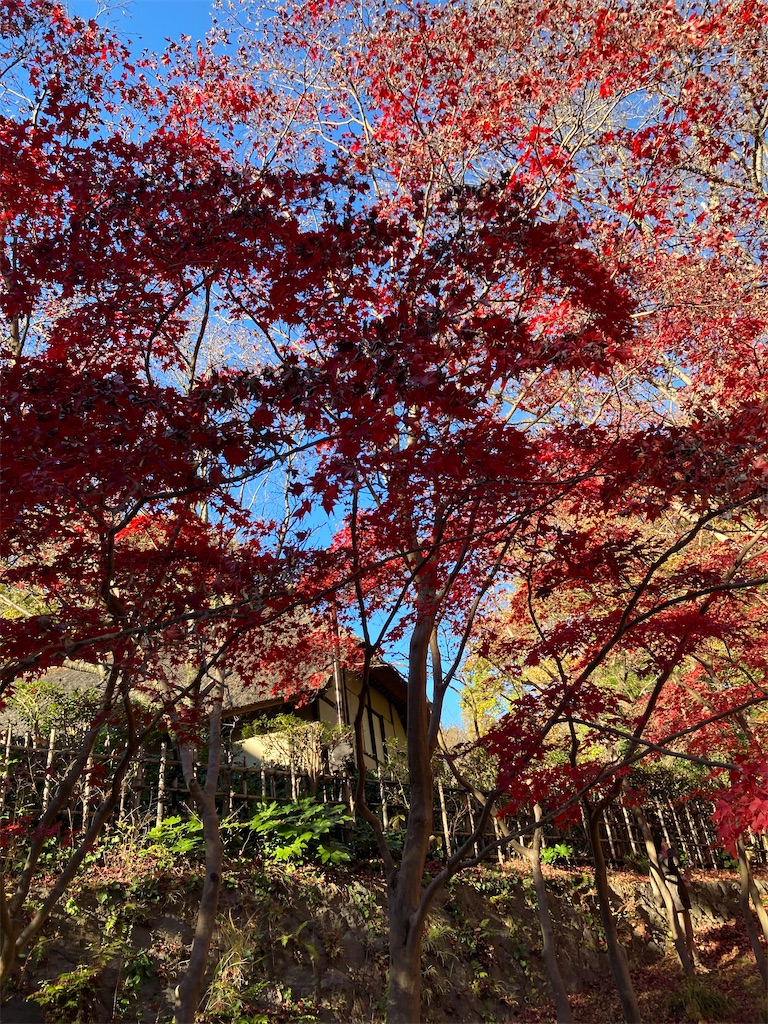 f:id:masaru-arameya:20211128181606j:image f:id:masaru-arameya:20211128181606j:image