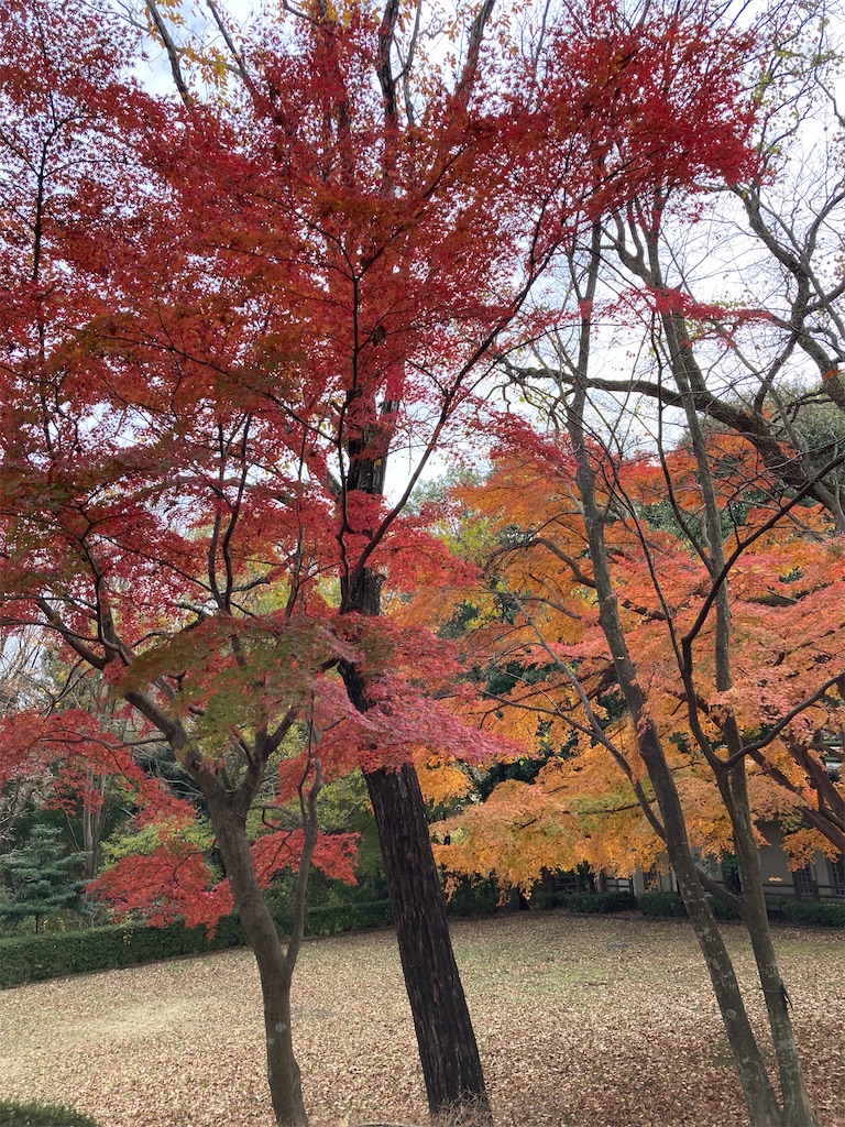 f:id:masaru-arameya:20211205184805j:image f:id:masaru-arameya:20211205184805j:image