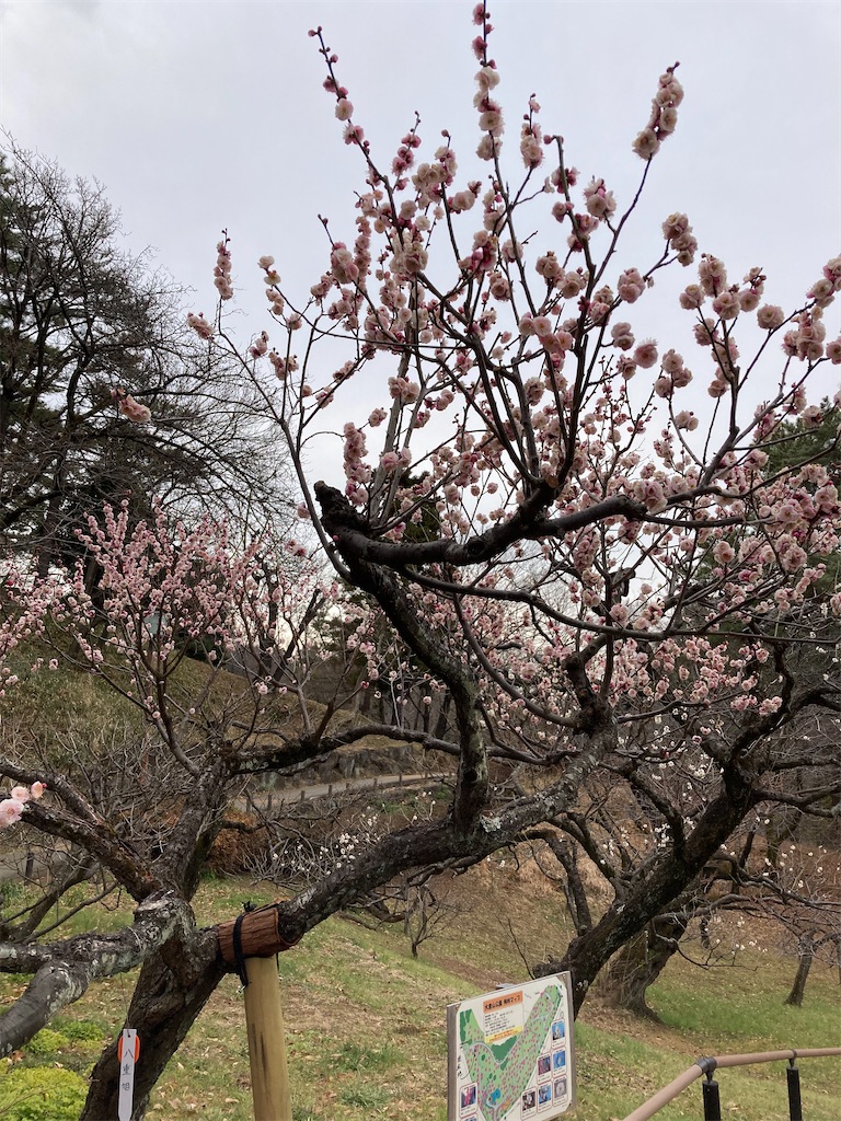 f:id:masaru-arameya:20220219123929j:image f:id:masaru-arameya:20220219123929j:image