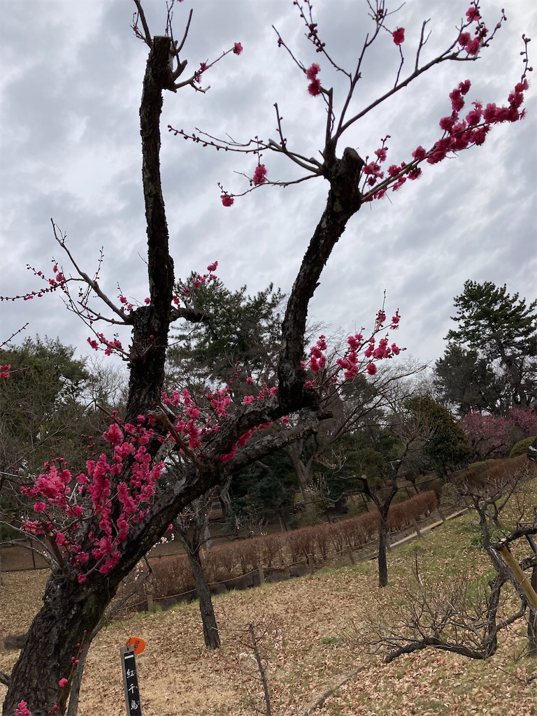f:id:masaru-arameya:20220219123932j:image f:id:masaru-arameya:20220219123932j:image