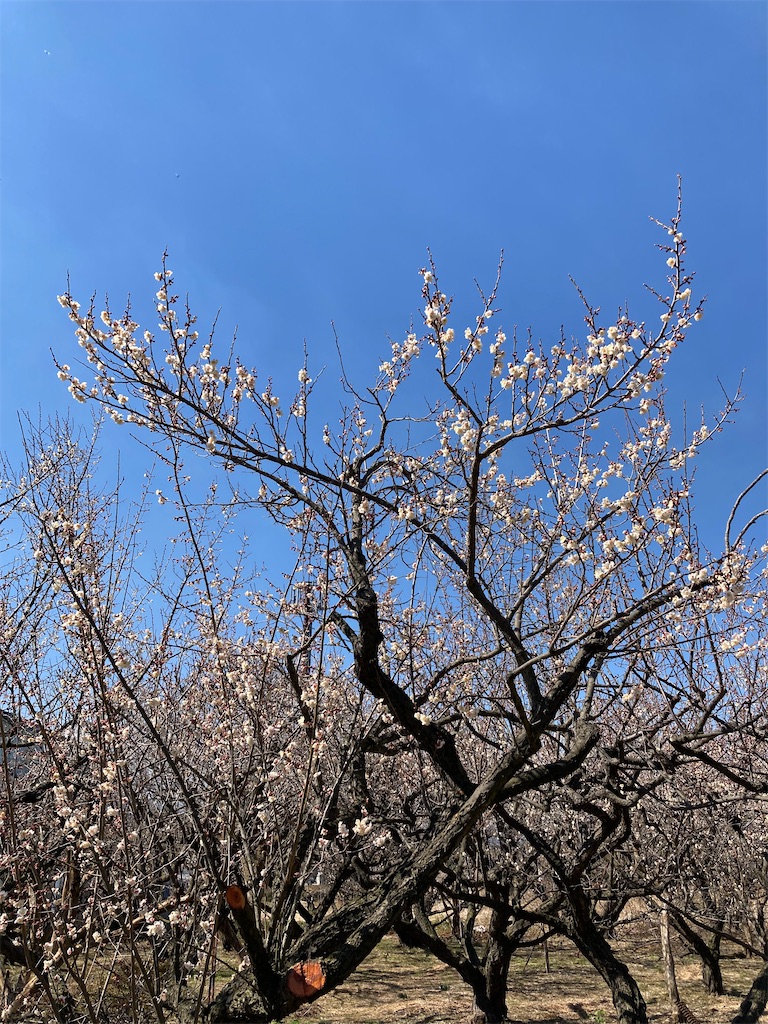 f:id:masaru-arameya:20220227154740j:image f:id:masaru-arameya:20220227154740j:image
